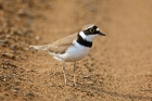 Little-ringed Plover by Paul Marshall