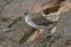 Common Redshank by Mick Dryden