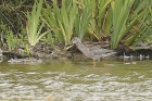 Spotted Redshank by Mick Dryden