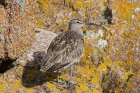 Whimbrel by Mick Dryden