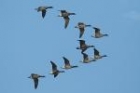 Brent Geese by Mick Dryden