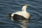 Common Eider by Mick Dryden