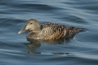 Common Eider by Mick Dryden