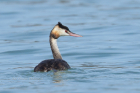 Great Crested Grebe by John Ovenden