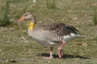 Greylag Goose by Mick Dryden