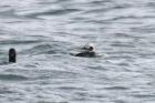 Long-tailed Duck by Mick Dryden