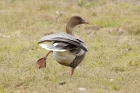 Pink footed Goose by Mick Dryden