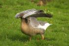 Pink-footed Goose by Mick Dryden