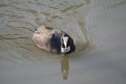 Red-knobbed Coot by Tony Paintin