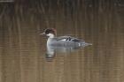 Smew by Mick Dryden