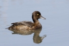 Tufted Duck by Mick Dryden
