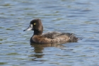 Tufted Duck by Mick Dryden