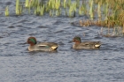 Common Teal by Mick Dryden
