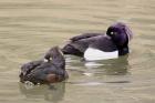 Tufted Ducks by Mick Dryden