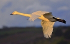 Whooper Swan by Tony Wright