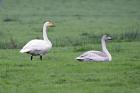 Whooper Swans by Romano da Costa