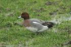 Wigeon by Mick Dryden
