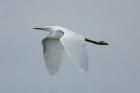 Snowy Egret by Mick Dryden