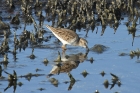 Least Sandpiper by Mick Dryden
