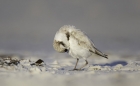 Snowy Plover by Kris Bell