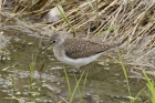 Solitary Sandpiper by Mick Dryden