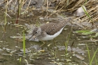 Solitary Sandpiper by Mick Dryden