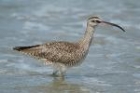 Whimbrel by Mick Dryden
