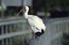 White Ibis by Mick Dryden