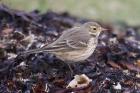 Buff-bellied Pipit by Mick Dryden