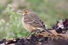 Buff-bellied Pipit by Mick Dryden