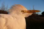 Cattle Egret by David Buxton