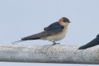 Red rumped Swallow by Mick Dryden