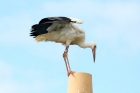 White Stork by Tony Paintin