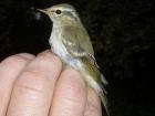 Yellow Browed Warbler by Tony Paintin