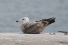 American Herring Gull by Mick Dryden