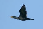 Double crested Cormorant by Mick Dryden