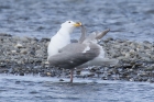 Glaucous-winged Gull by Mick Dryden