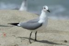 Laughing Gull by Mick Dryden