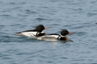 Red breasted Merganser by Mick Dryden