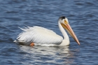 American White Pelican by Mick Dryden