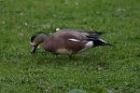 American Wigeon by Mick Dryden