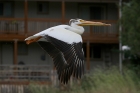 American White Pelican by Mick Dryden