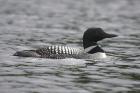 Common Loon by Mick Dryden