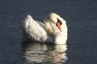 Mute Swan by Mick Dryden