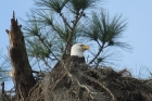 Bald Eagle by Mick Dryden