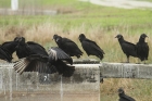 Black Vulture by Mick Dryden