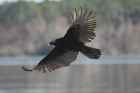 Turkey Vulture by Mick Dryden
