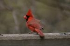 Cardinal by Mick Dryden