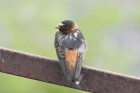 Cliff Swallow by Mick Dryden