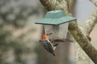 Red-bellied Woodpecker by Mick Dryden